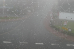 Sfz2021-08-18-1-scaled